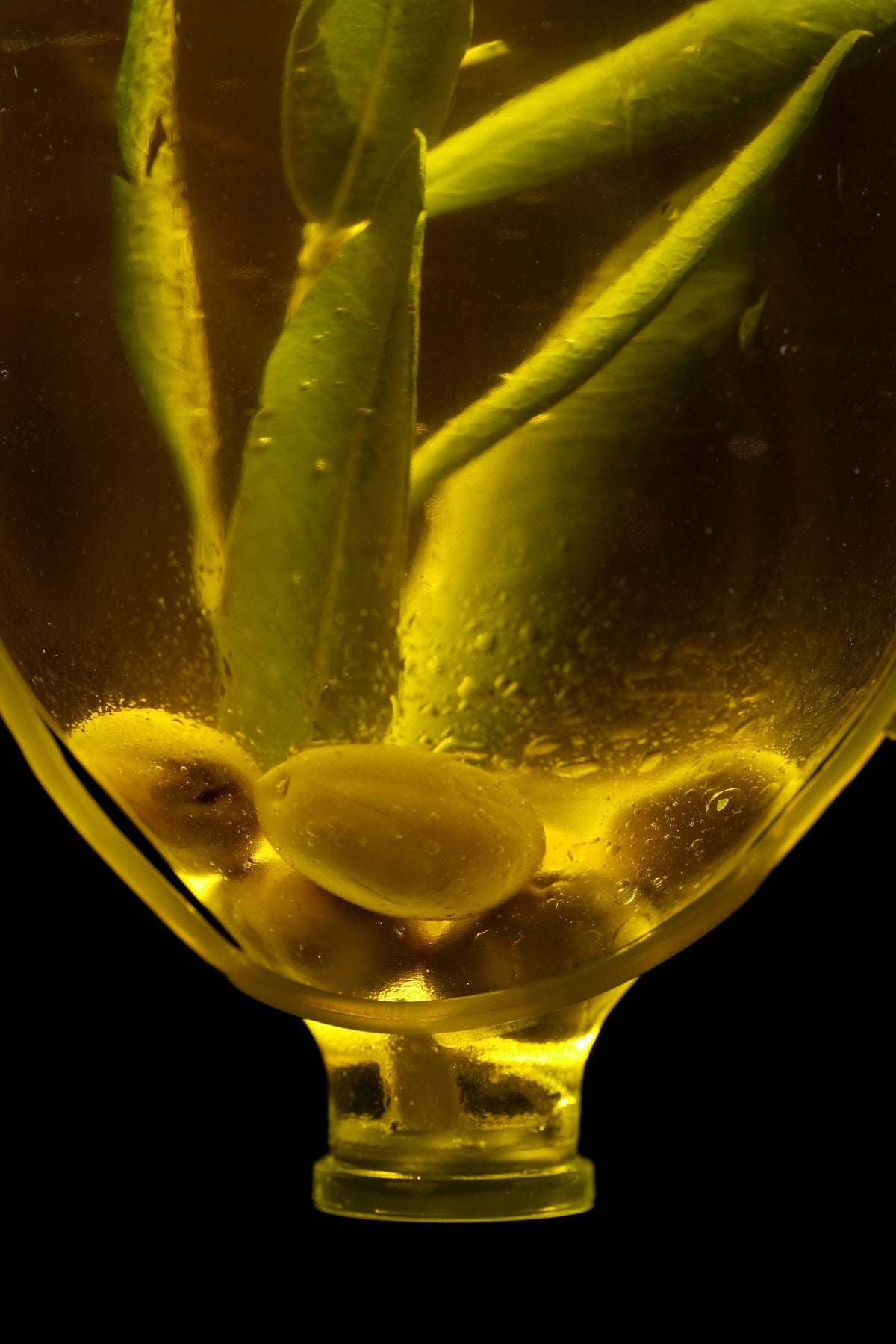 Olives in golden olive oil