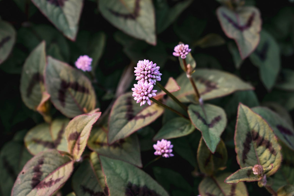 Pink blossoms and leaves