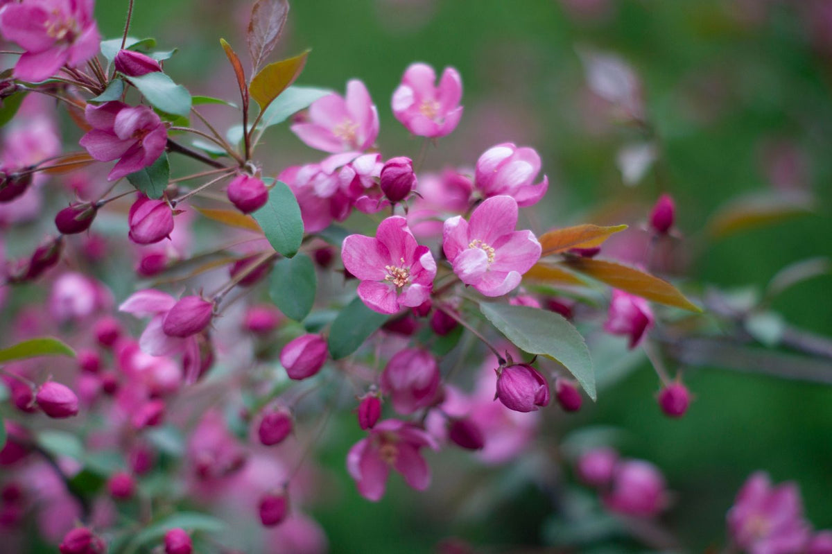 Cherry blossom in bloom